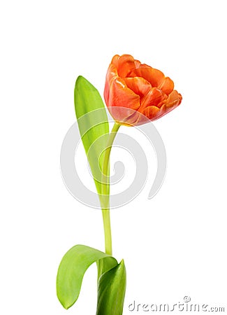 A single blooming tulip Stock Photo