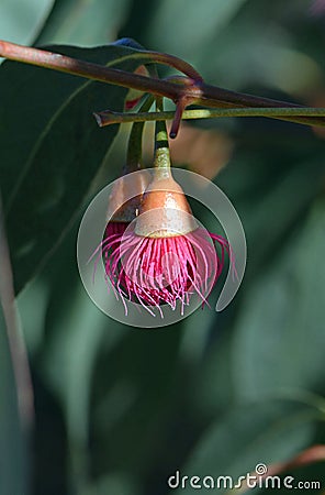 Single blossom of the Australian native Eucalyptus leucoxylon Euky Dwarf Stock Photo