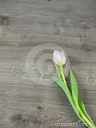 Single blossom of tulip isolated on wood Stock Photo