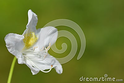 A single blossom of white rhododendron Stock Photo