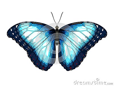 Single Blue Butterfly morpho on a white background. Vector Illustration