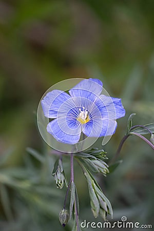 Single blue flax flower Stock Photo