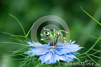 Single blue flower of love-in-a-mist or ragged lady or devil on flower bed in summer garden Stock Photo