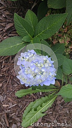 Single blue hydrangea bloom Stock Photo