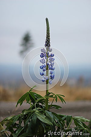 A single blue lupin Stock Photo