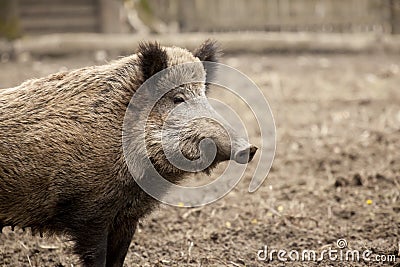 Single boar feral pig in organic respectful petting farm Stock Photo
