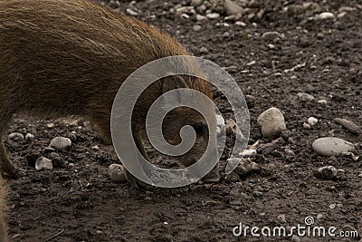 Single boar feral pig young rookie in organic respectful petting farm Stock Photo