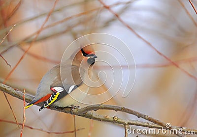 Single Bohemian Waxwings bird on tree branch during a winter period Stock Photo