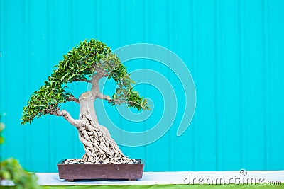 Single bonzai plant Stock Photo