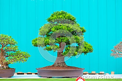 Single bonzai plant Stock Photo