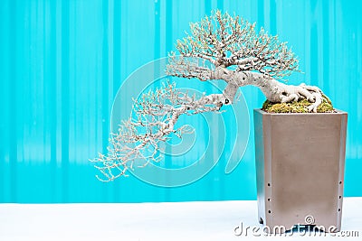 Single bonzai plant Stock Photo