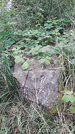 Single boulder with blackthorn Stock Photo