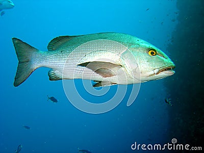 Single Bream Stock Photo