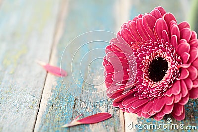 Single bright gerbera daisy flower closeup on vintage wooden background. Greeting card on mother or womans day. Stock Photo