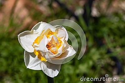 Single bright, happy, cheerful, yellow gold, white double petals spring Easter daffodil bulb blooming in outside garden in Stock Photo