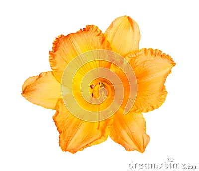 Single bright orange flower of a daylily isolated Stock Photo