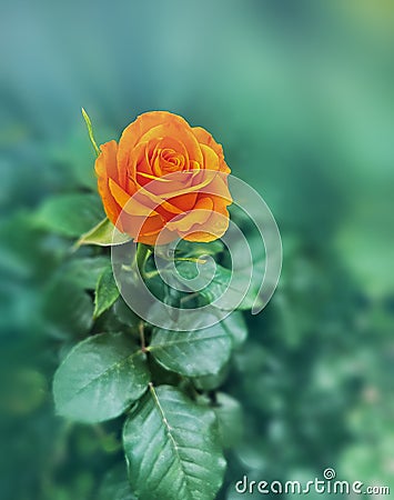 Single Bright Orange Rose Stock Photo