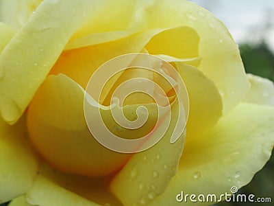 A Single Bright Pretty Yellow Rose Flower Petal Closeup with water droplets Stock Photo