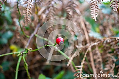 a single bright red Autumn rose hip Stock Photo
