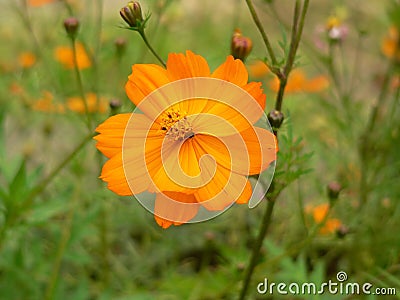 A single bright vivid orange blossom flower in the wild Stock Photo