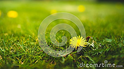 Single bright yellow dandelion isolated in vibrant green grass during spring with shallow dept of field creating beautiful bookah Stock Photo