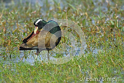 Bronze winged jacana bird natural nature wallpaper India Stock Photo