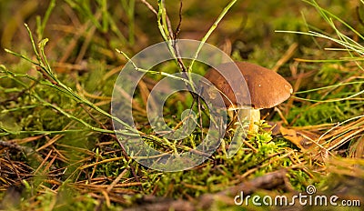 Single brown boletus mushroom in moss Stock Photo