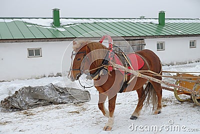 Single brown harnessed horse pulls sleigh on a winter road Stock Photo