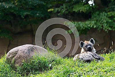 Single brown hyena lying next rock Stock Photo