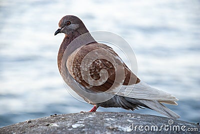 Single brown pigeon with water in the background Stock Photo