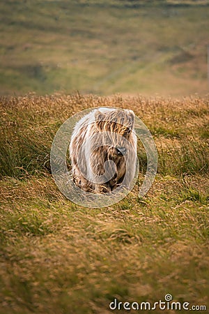 Single brown typical Scottish cow in a meadow in summer. Stock Photo