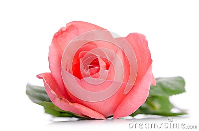 Single bud of pink rose Stock Photo