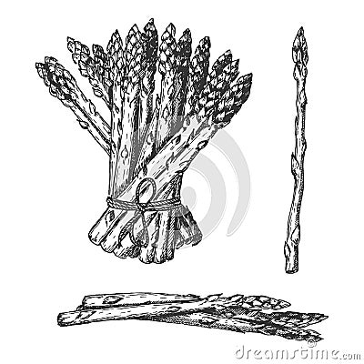 Single, bundle, pile of few asparagus Vector Illustration