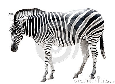 Single burchell zebra isolated on white Stock Photo
