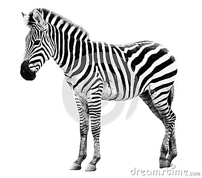 Single burchell zebra isolated on white Stock Photo