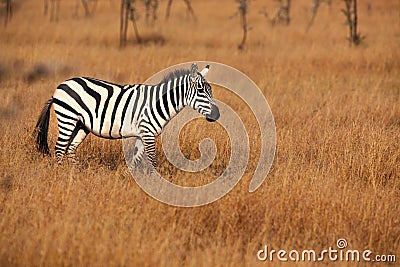 Burchell Zebra in Seregetti Stock Photo