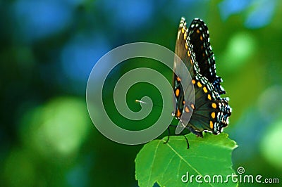 A Single Butterfly Standing on A Leaf Stock Photo