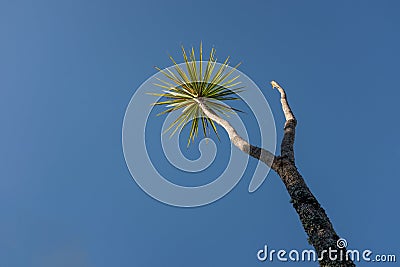 A single Cabbage Plant Palm tree against a bright blue sky Stock Photo