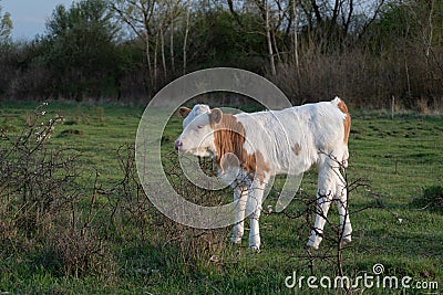 Single calf stand in pasture side view Stock Photo