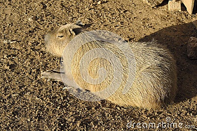 Single Capybara, known also as Chiguire or Carpincho, Hydrochoerus hydrochaeris, in a zoological garden Stock Photo