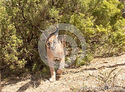 Single Caracal or Felis Caracal caracal, walking out of green bush Stock Photo