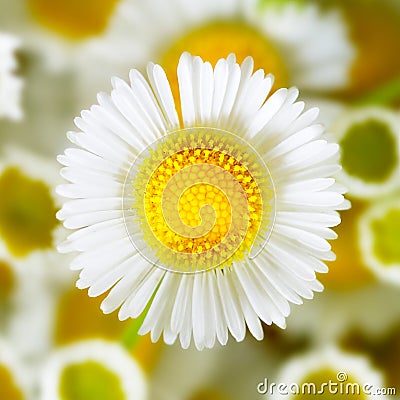 Single chamomile Stock Photo