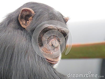 A single chimpanzee cheeky chimp looking at the camera on wooden platform Stock Photo