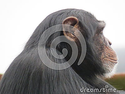 A single chimpanzee cheeky chimp looking at the camera on wooden platform Stock Photo