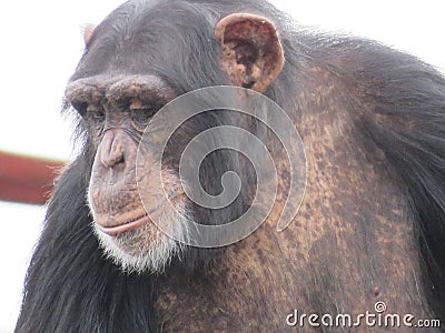 A single chimpanzee cheeky chimp looking at the camera on wooden platform Stock Photo