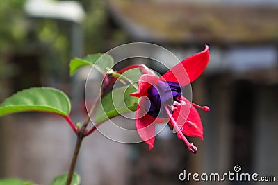 A single close up detailed fuchsia flower Stock Photo