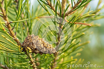 Single closed brown Lodgepole Pinecone on a pine branch with green needles in forest of mountains Stock Photo