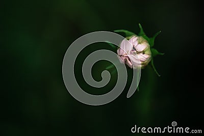 Single closed pink purple flower bud macro Stock Photo