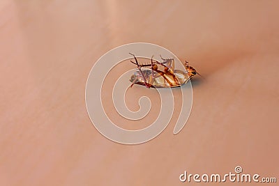 Single cockroach on tile floor Stock Photo