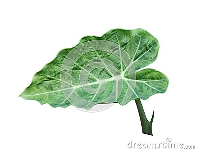 Colocasia gigantea Leaf Stock Photo